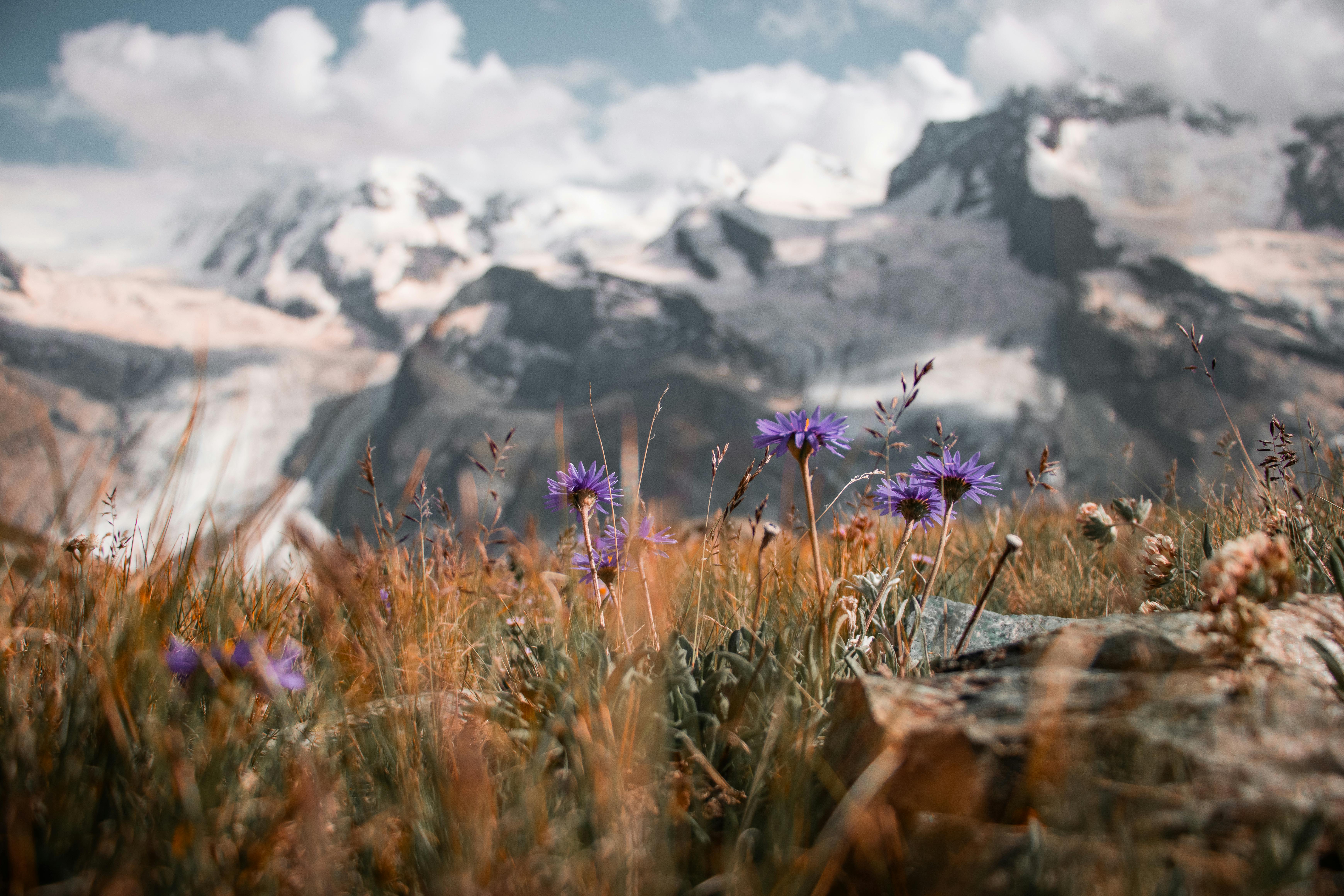 Advanced Slider 4 pexels-tobiandchris-30600846
